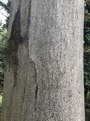 Eucalyptus propinqua