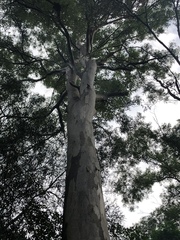 Eucalyptus propinqua