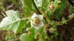 Rubus taitoensis