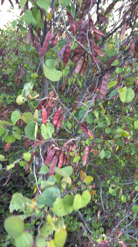 Western Redbud