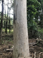 Eucalyptus propinqua