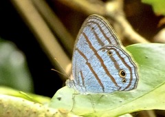 Cepheuptychia glaucina