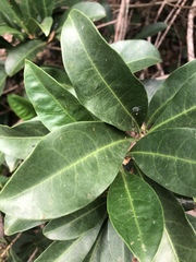 Coelospermum paniculatum