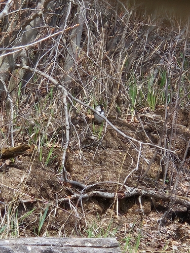 Harris's Sparrow