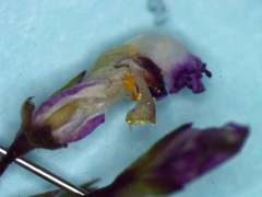 Polygala nematocaulis