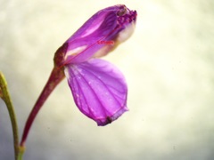 Polygala nematocaulis