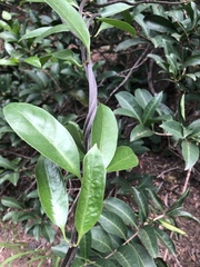 Coelospermum paniculatum