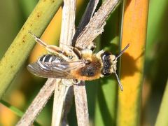 Andrena dorsata