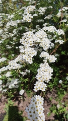 Spiraea nipponica