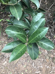Coelospermum paniculatum