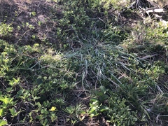 Eragrostis interrupta