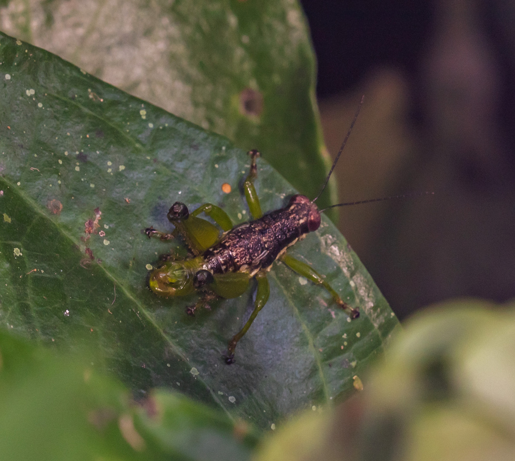 Rhachicreagra pomatiaphallus