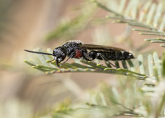 Rhagigaster scalae