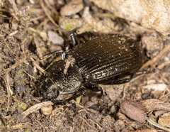 Adelium tenebrioides