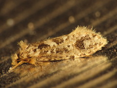 Moerarchis inconcisella