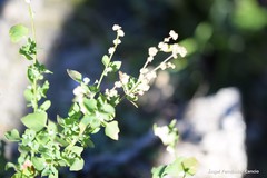 Chenopodium vulvaria