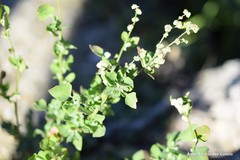 Chenopodium vulvaria