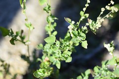 Chenopodium vulvaria