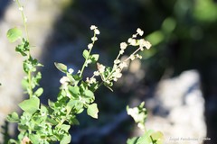 Chenopodium vulvaria