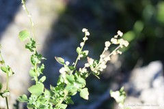 Chenopodium vulvaria