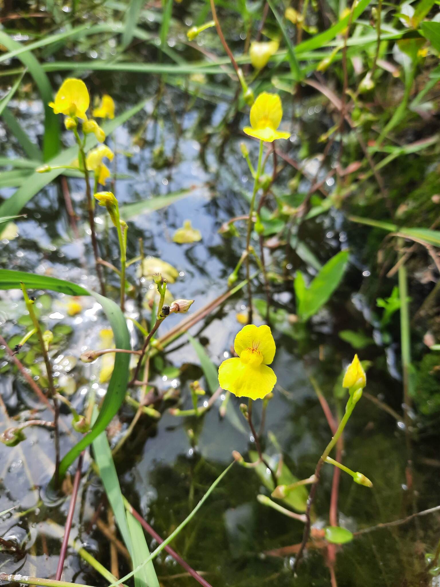 Utricularia aurea — ảnh 3