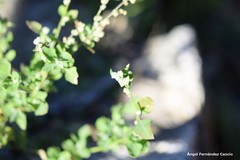 Chenopodium vulvaria