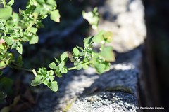 Chenopodium vulvaria