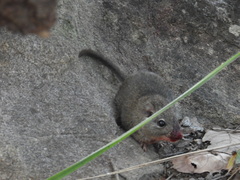 Pantanal Punare photo 2