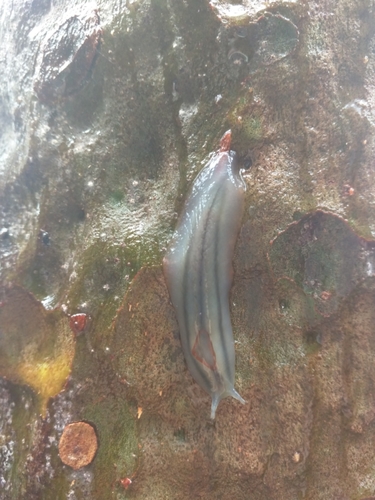 Triboniophorus graeffei