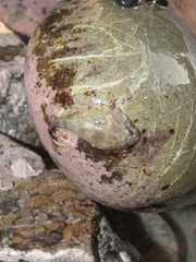 Diplocrepis puniceus