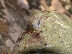 Diplocrepis puniceus