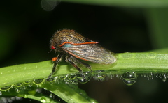 Metcalfiella erecta