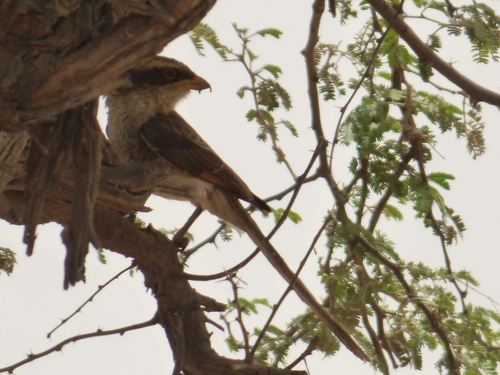 Yellow-billed Shrike