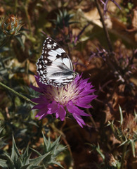 Melanargia titea