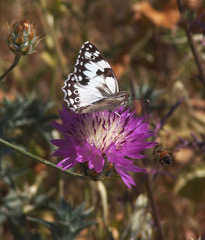 Melanargia titea