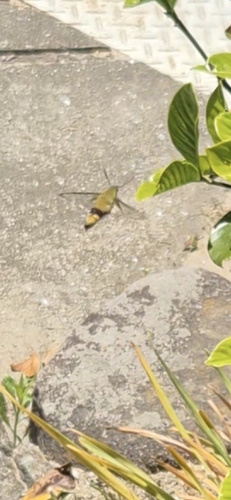 Cephonodes hylas hylas