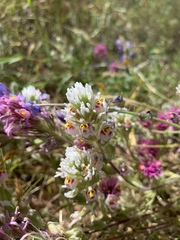 Castilleja exserta exserta