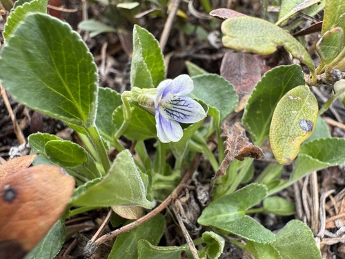 hookedspur violet