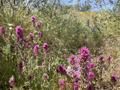 Castilleja exserta exserta