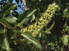 Phytolacca dodecandra