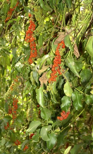 African Soapberry