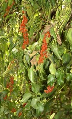 Phytolacca dodecandra