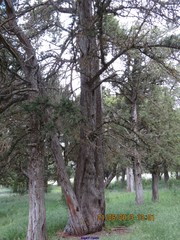 Juniperus thurifera