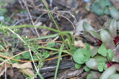 Albuca