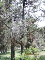 Juniperus thurifera