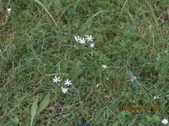 Ornithogalum baeticum