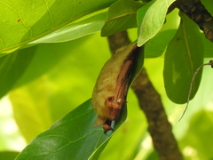 Myotis formosus flavus