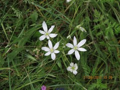 Ornithogalum baeticum