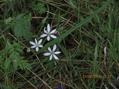 Ornithogalum baeticum