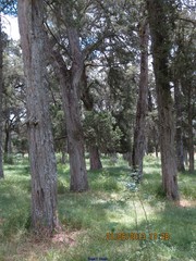 Juniperus thurifera